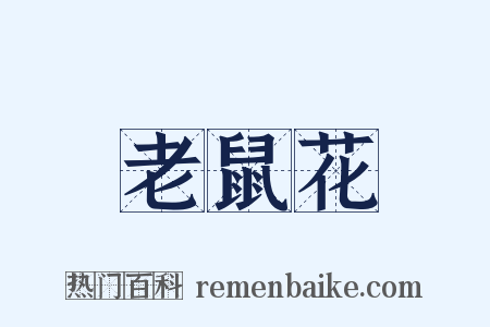老鼠花是什么意思的图片